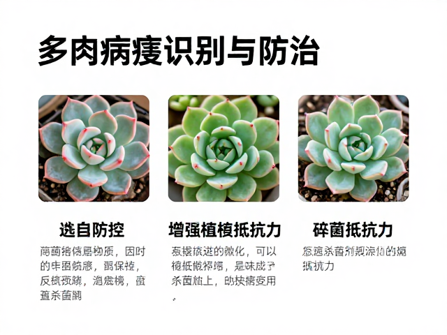 提升多肉植株自身抵抗力的环境管理策略