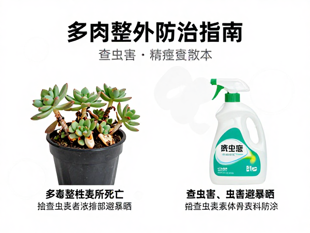 排查虫害与物理清除方案