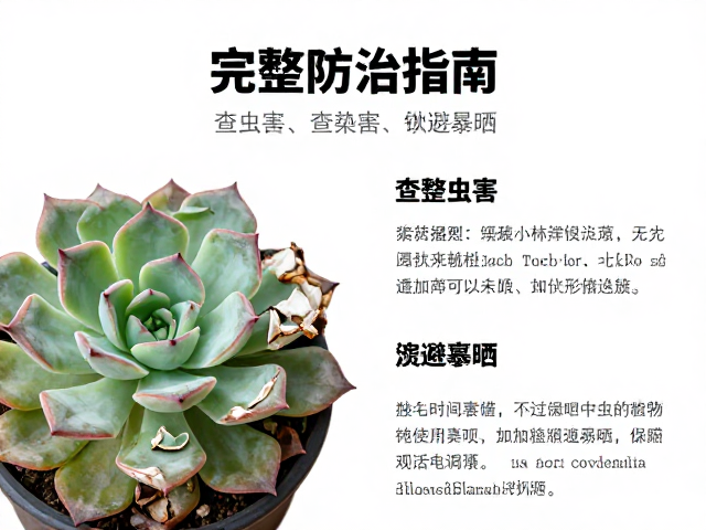 环境调控与光照管理