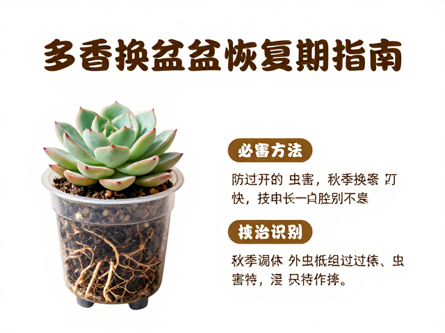 多肉秋季换盆恢复期指南，防过密与虫害识别防治全攻略