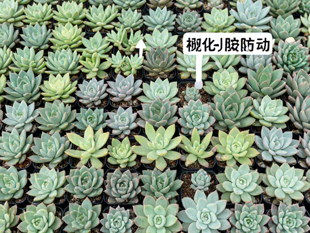日常巡检与生物防治体系