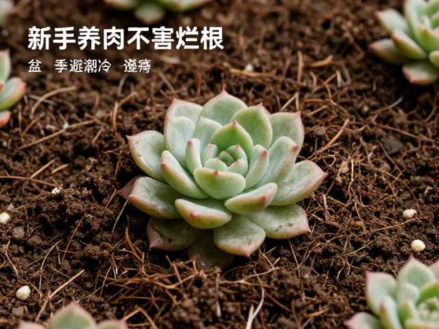 盆土透气