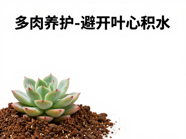 科学换土的时机与基质配比逻辑