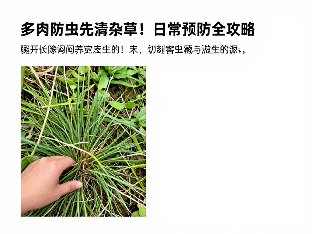 多肉防虫先清杂草！避开长期闷养，日常预防全攻略