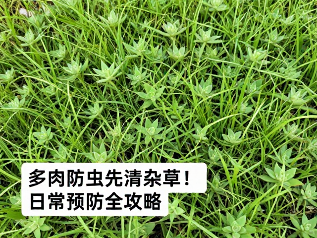 避开闷养:打破高温高湿的病害温床