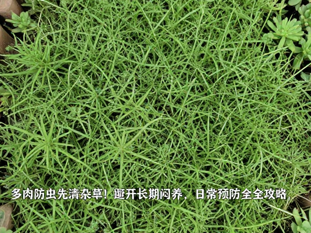 日常预防:构建严密的物理与生物防线