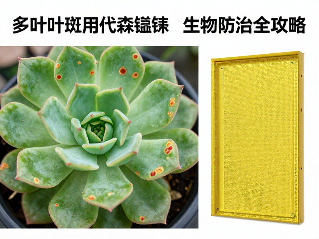 多肉叶斑病用代森锰锌，黄板诱杀小黑飞，生物防治全攻略