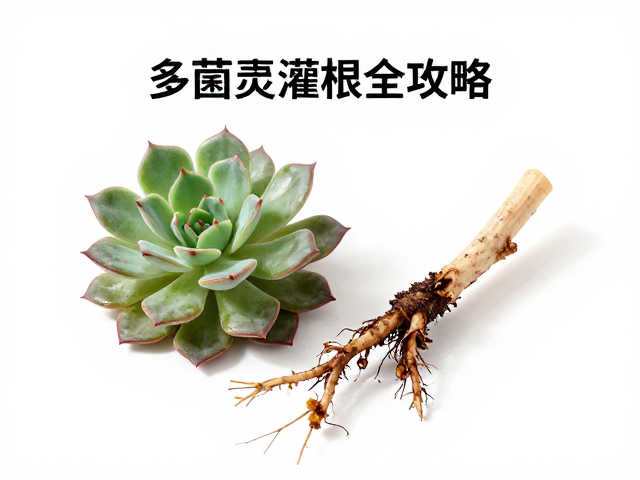 多菌灵灌根与消毒操作规范