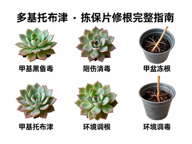 换盆与后期养护:介质选择与环境调控