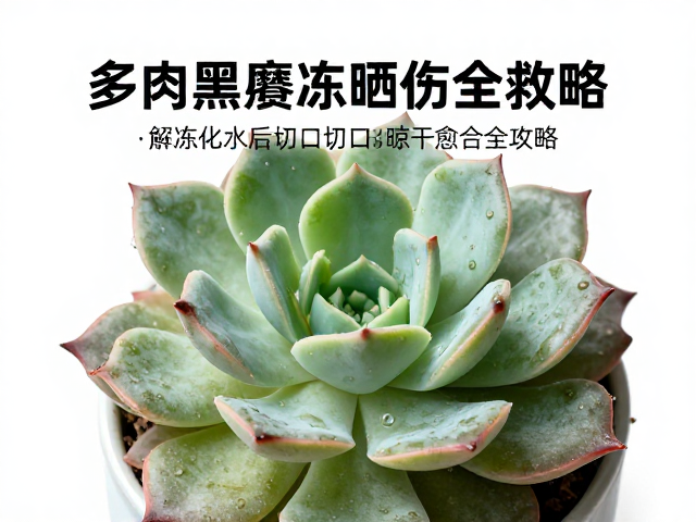 复盆与长期养护:介质选择与光照管理
