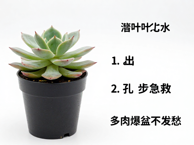 法师徒长落叶化水？换带孔透气盆，4步急救，多肉爆盆不发愁