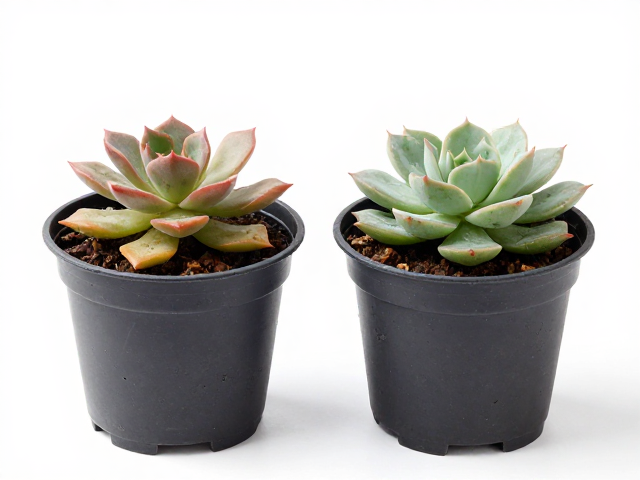 上盆定植与缓苗养护