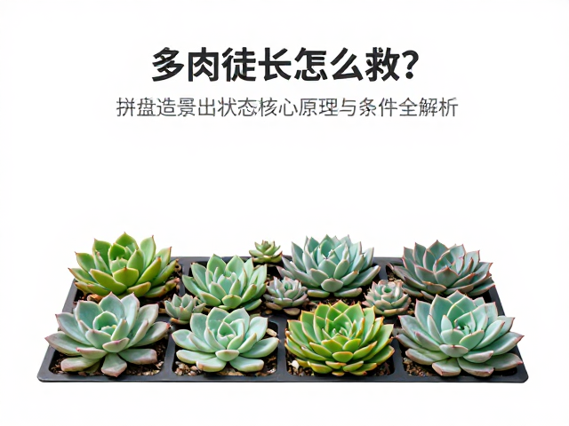 多肉徒长怎么救？拼盘造景出状态核心原理与条件全解析