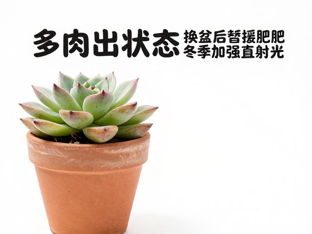 冬季光照管理的核心逻辑