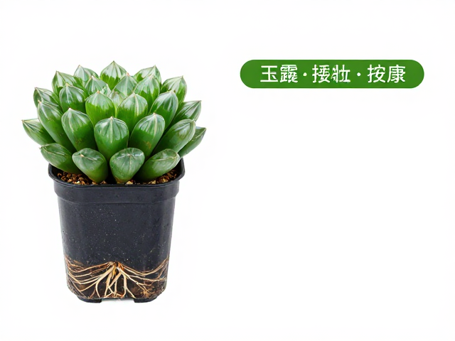 水分管理与根系健康：构建储水能力的生理基础