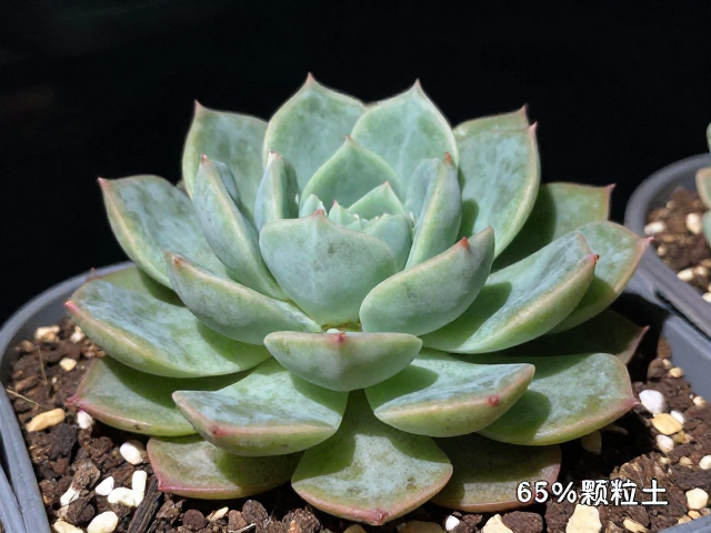 多肉控型矮壮秘诀，夜间降温，60%颗粒土，养出极品株型