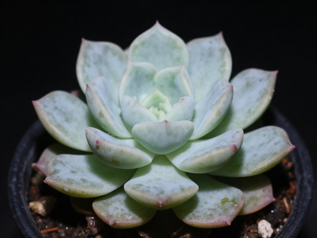 夜间低温对白凤株型的关键影响