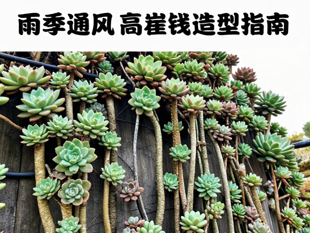 病虫害预防与日常维护