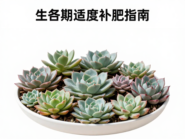 生长期适度补肥指南