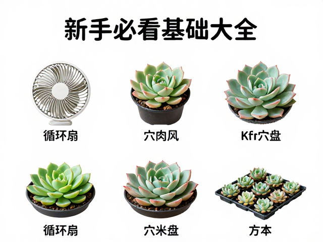 多肉养护工具，循环扇与穴盘使用指南，新手必看的基础大全