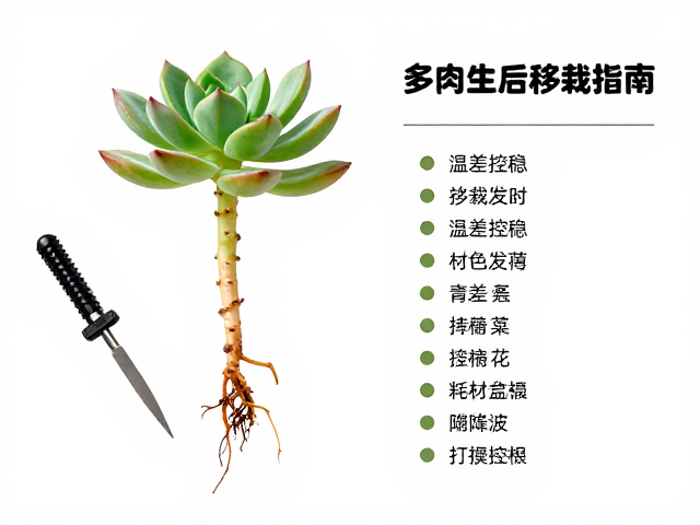移栽前的根系处理与修根