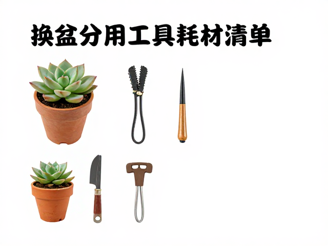 多肉化水怎么办？换盆分株专用工具与耗材清单