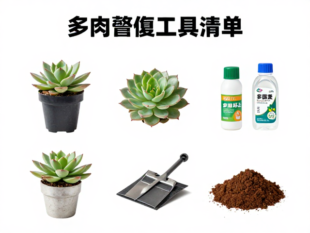 多肉繁殖工具清单，入门套装，多菌灵拌土全攻略