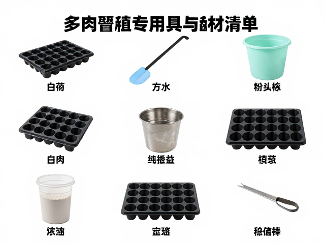 多肉繁殖专用工具与耗材清单，育苗穴盘选购及化水急救指南
