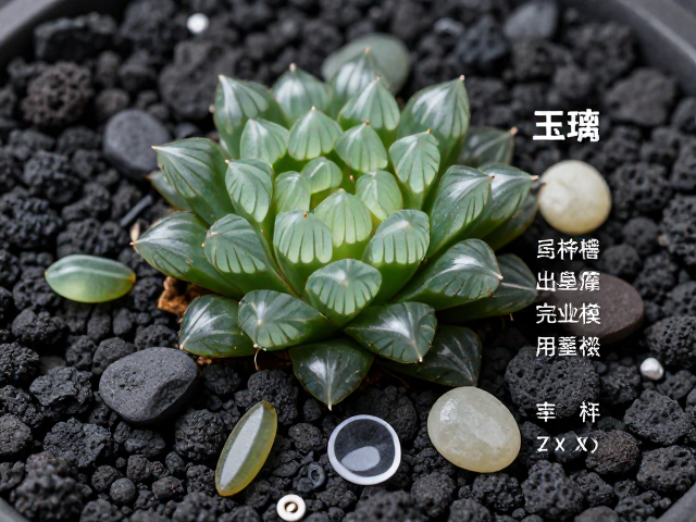 玉露配黑色火山石，多肉造景装饰素材与配件完整清单