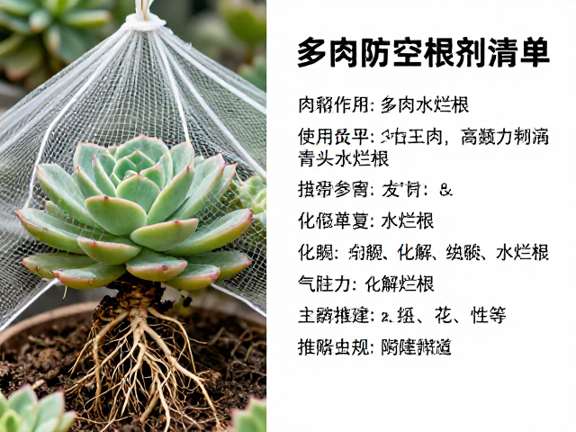 化解水烂根:根系修复与土壤透气性的重建策略