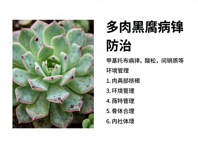 环境管理与长期预防策略