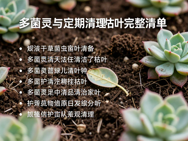 土壤配置与日常养护细节