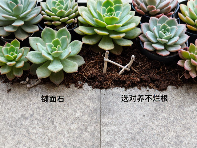 多肉阳台养护避坑，铺面石选购指南，选对土好养不烂根