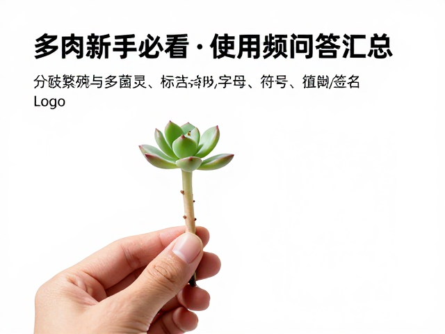 分株的具体操作步骤与细节处理