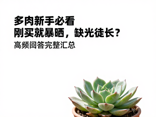 光照不足导致徒长,叶片稀疏怎么办?