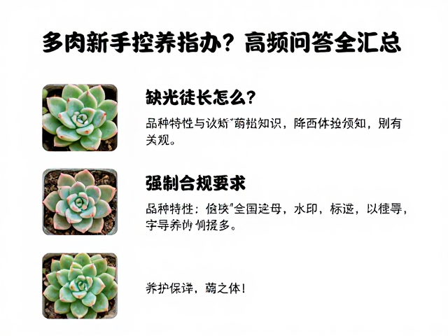 品种特性与长期养护认知