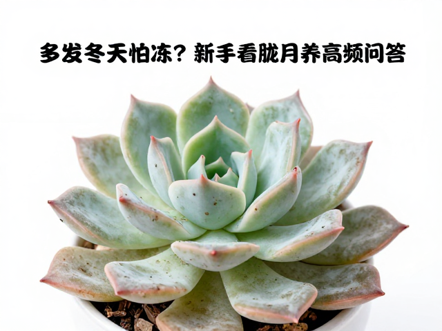 冻伤后的急救处理与复壮路径