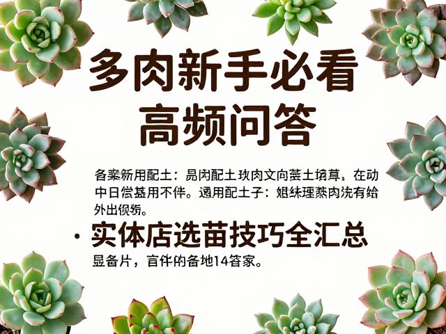 多肉新手必看，高频问答，通用配土，实体店选苗技巧全汇总