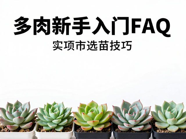 多肉新手入门FAQ，实体店选苗技巧，每盆多少钱？