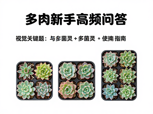 新手避坑指南与常见问题解析