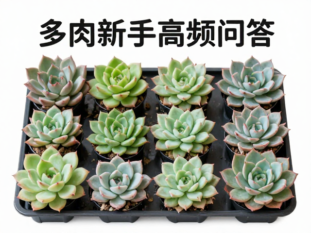 多肉新手高频问答，拼盘搭配与多菌灵使用全指南