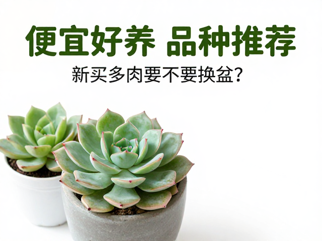 多肉新手必看，便宜好养品种推荐，新买多肉要不要换盆？