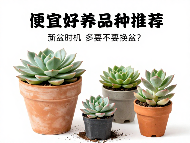 换盆时机与土壤配比如何把握