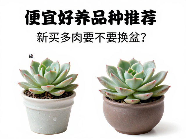 新买多肉的“修根”与“晾根”处理
