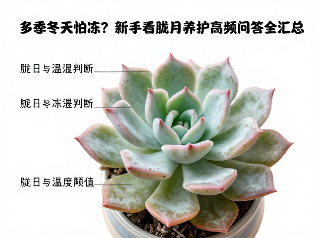 多肉冬天怕冻？新手看胧月养护高频问答全汇总