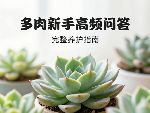 通风环境对多肉健康的决定性作用