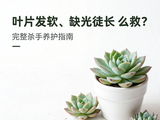 光照不足的环境优化与补光策略