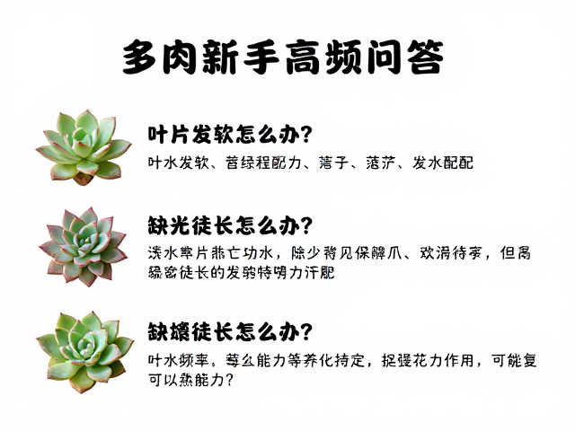 浇水频率与土壤配方的科学匹配