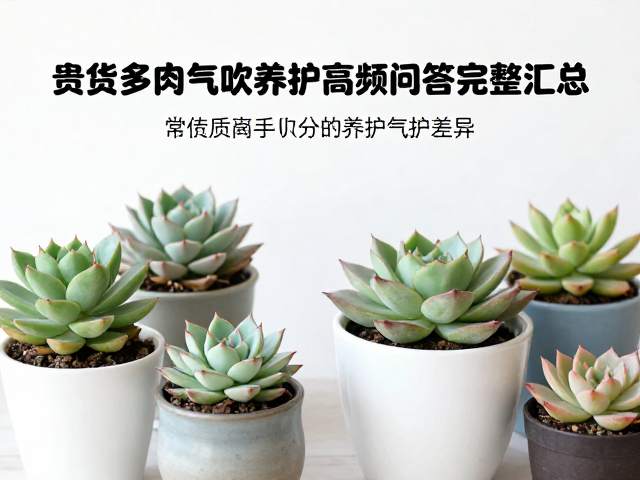 常见贵货品种的气吹养护差异