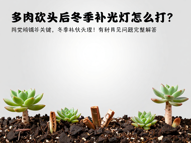 多肉砍头后冬季补光灯怎么打？常见问题完整解答
